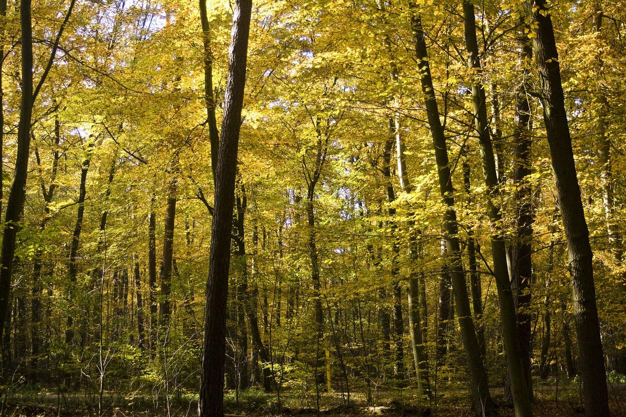 3. 榉木吨价走势