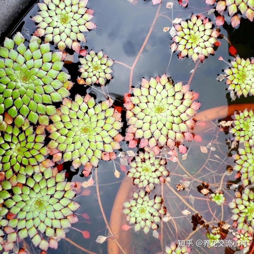 很适合养在室内的7大类水生植物,给适当光照,就能开出可爱小花 - 知乎