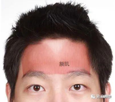 美容解剖学 - 知乎