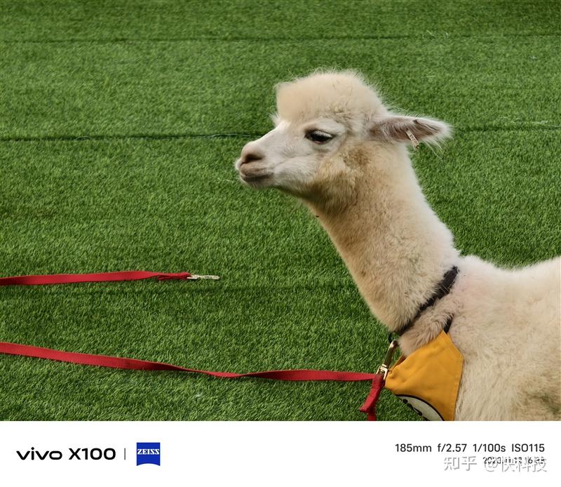 vivo x100评测:最具性价比的标准版影像旗舰 - 知乎