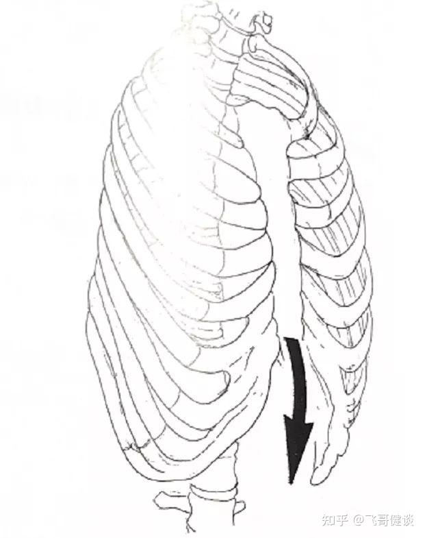 站立时,重力会使肋骨下沉,因而重力的作用方向与呼气状态下肋骨的运动