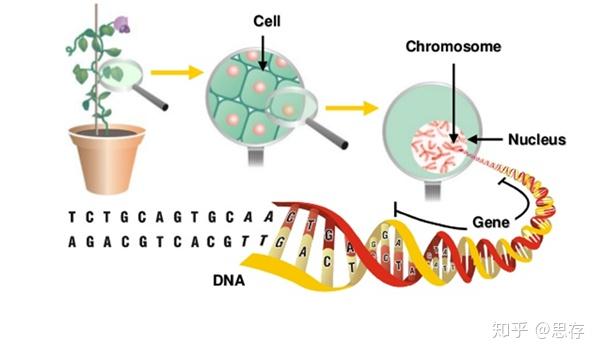 如何提取植物细胞和植物组织样本中的dna 知乎