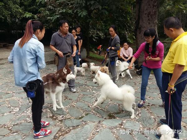 广州训犬 泰山北斗 赖广南 45天专业课程训练纠正金毛狗狗乱扑人习惯 知乎