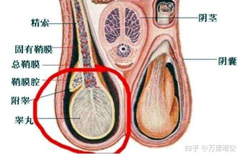 过量硒中毒--危害雄性生育