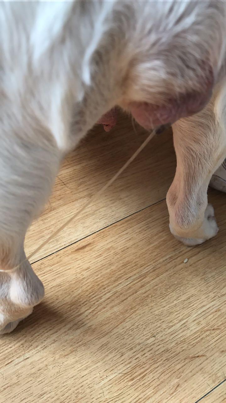 法斗伊布怀孕记