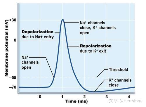 不同程度的有效刺激所引起的动作电位的锋电位是不同的吗