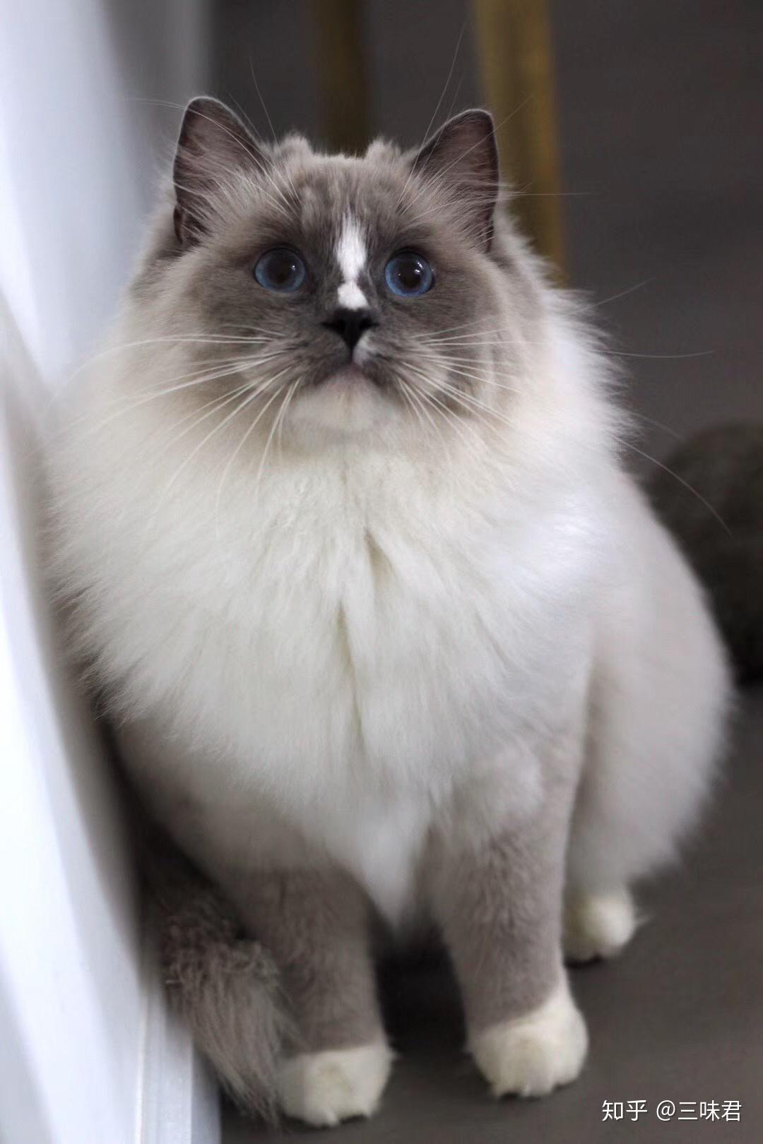 为什么暹罗猫鼻梁那个位置的毛发是白色的呀? - 知乎