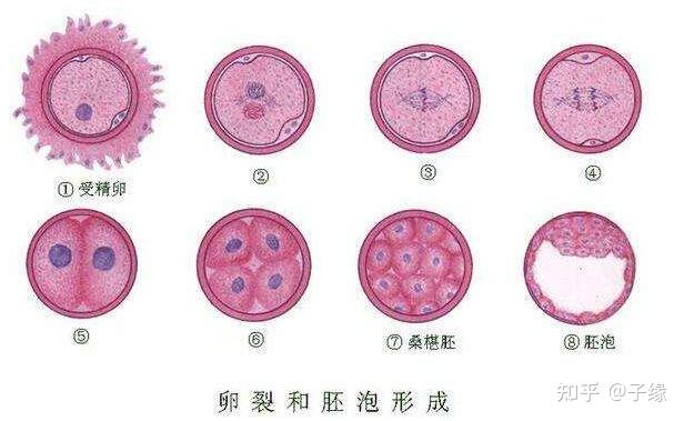 试管婴儿鲜胚