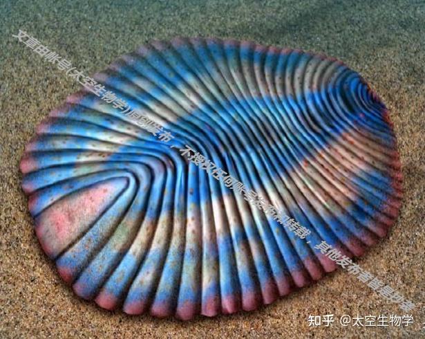 埃迪卡拉生物存活了3600万年与其它时期生命相比是小巫见大巫