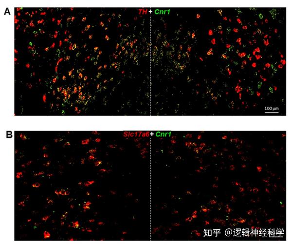 J Neurosci NIH j-neurosci-nih