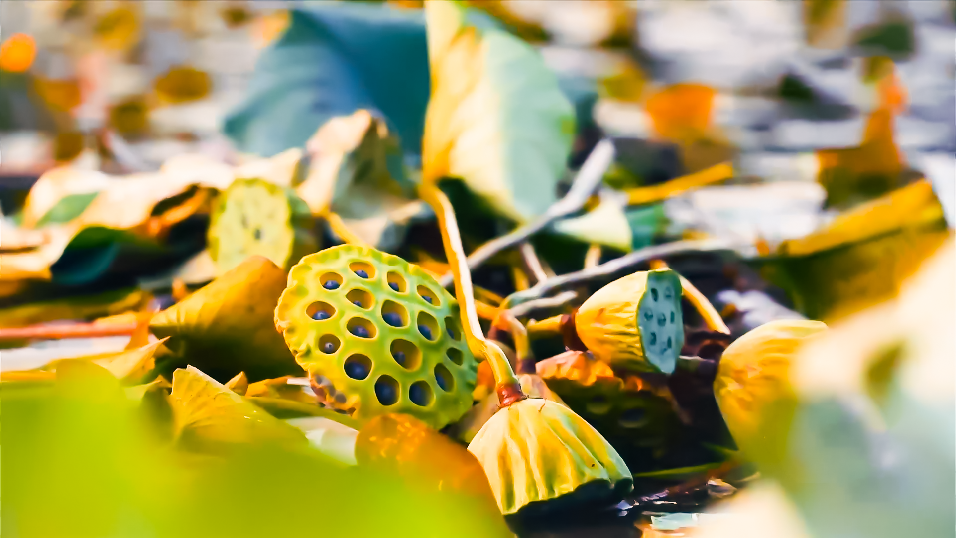 天地有正气杂然赋流形中国诗词大会第七季第六场知识点