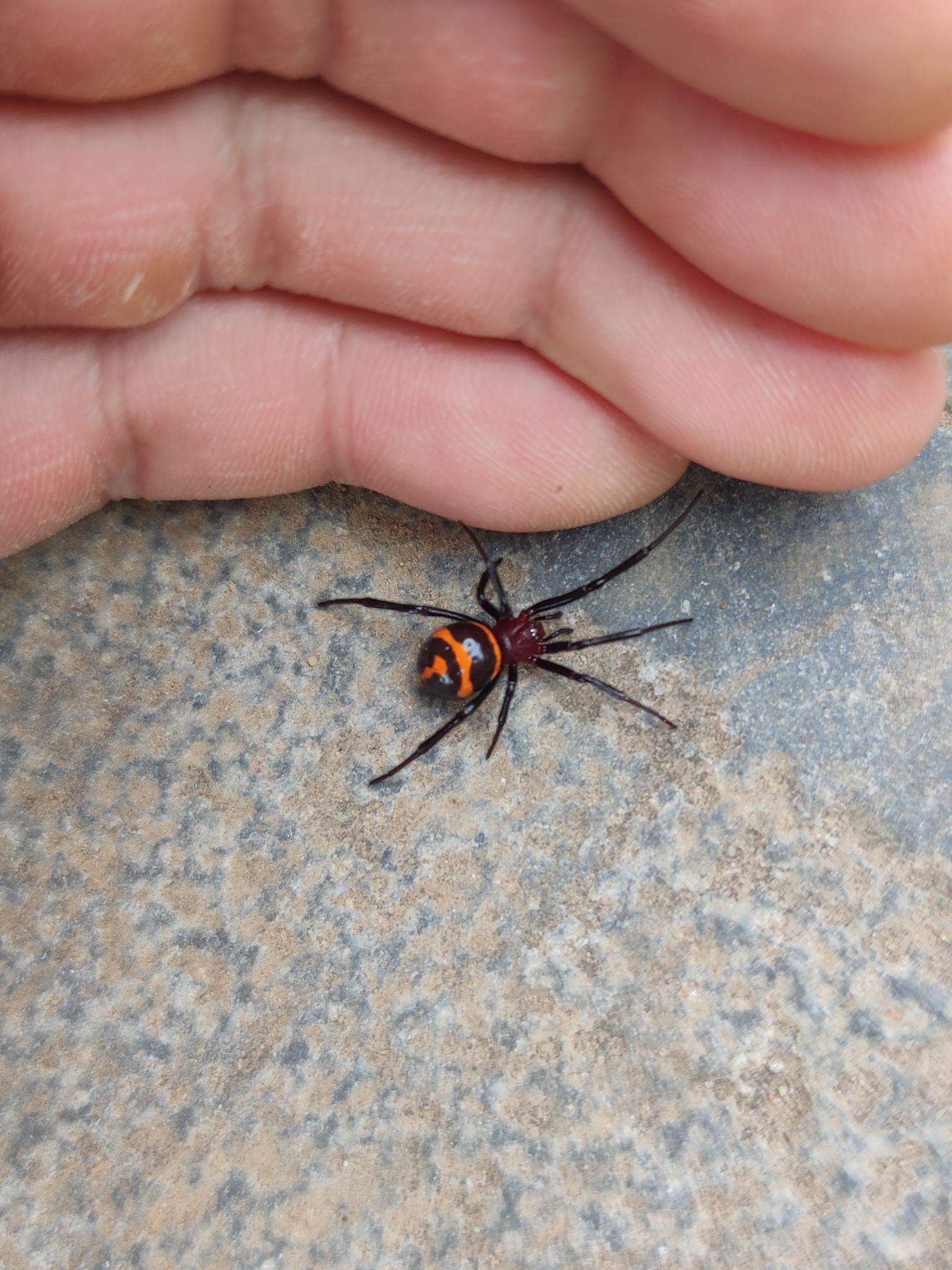 这什么蜘蛛?有没有毒?刚刚被咬了,在线等!