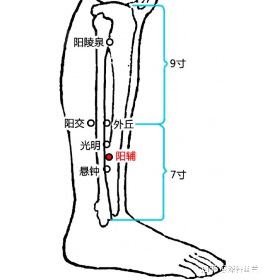 踝关节疼痛有关的激痛点及穴位