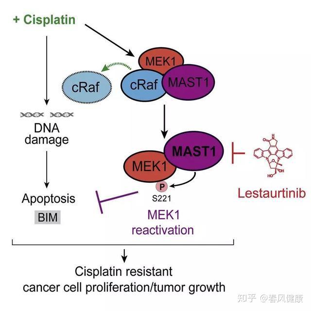 在研新药lestaurtinib有望抑制化疗药顺铂的耐药