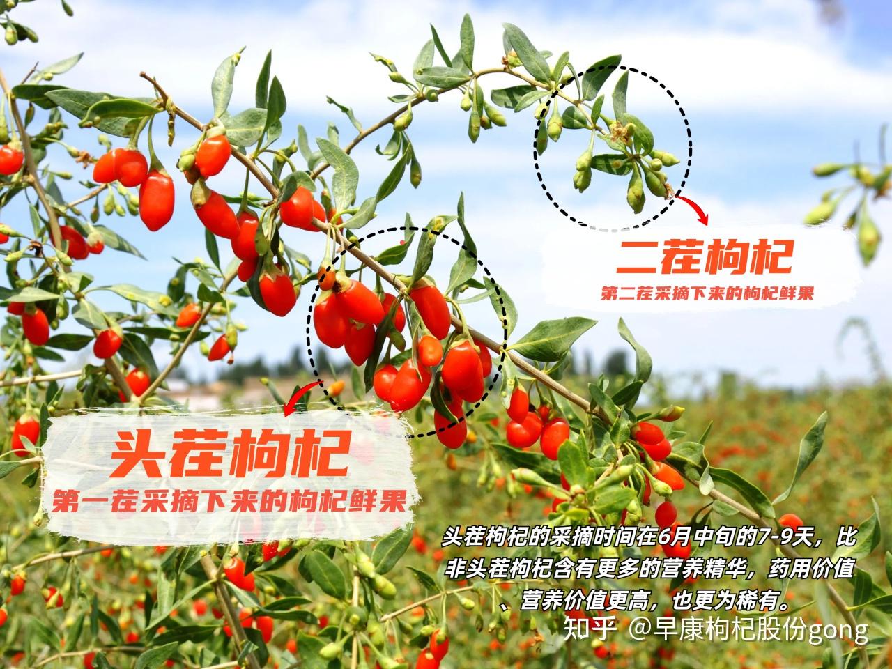 头茬枸杞到底是个什么东西? - 知乎