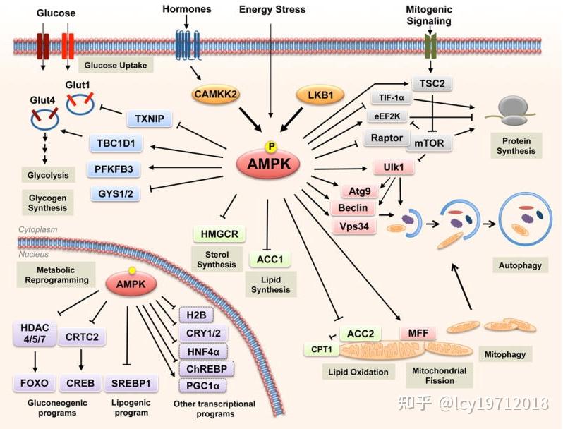 AMPK通路图片