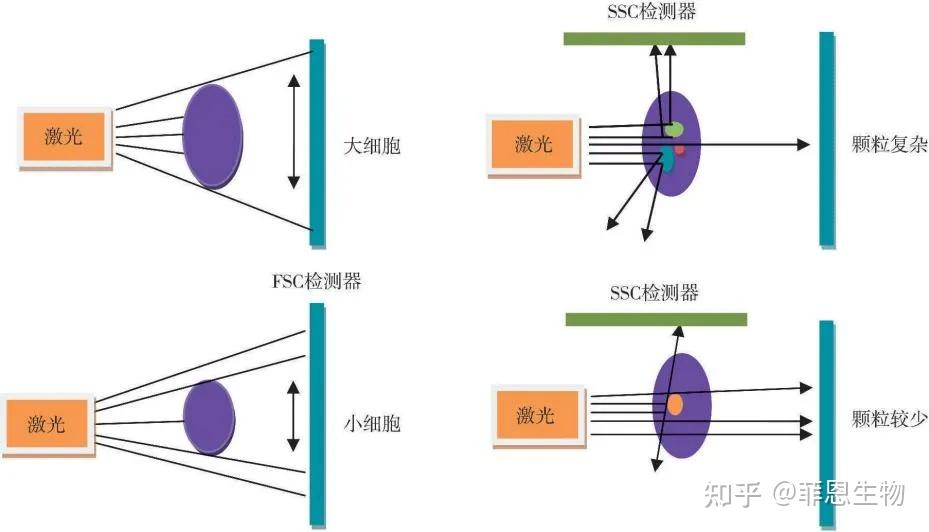 超全整理！流式细胞术的各种参数介绍 - 知乎