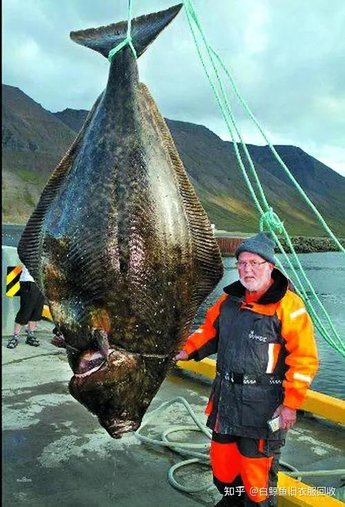 世界上现存最大的鱼top10最重的鱼竟达21300公斤