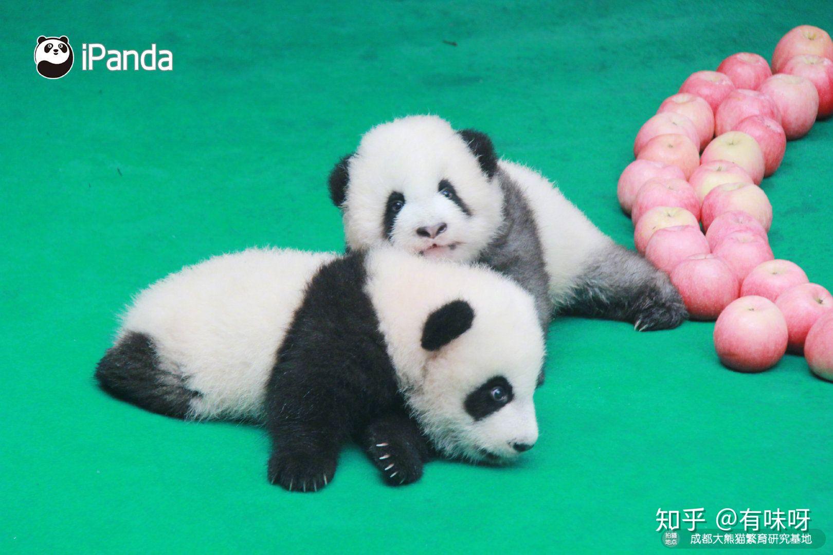 如何看待blackpink带妆抱熊猫