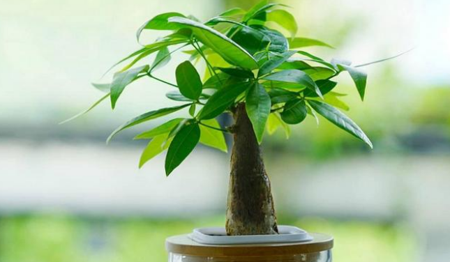 财源滚滚势不可当发财树并不仅有招财纳福增加好运气美好的寓意还具有