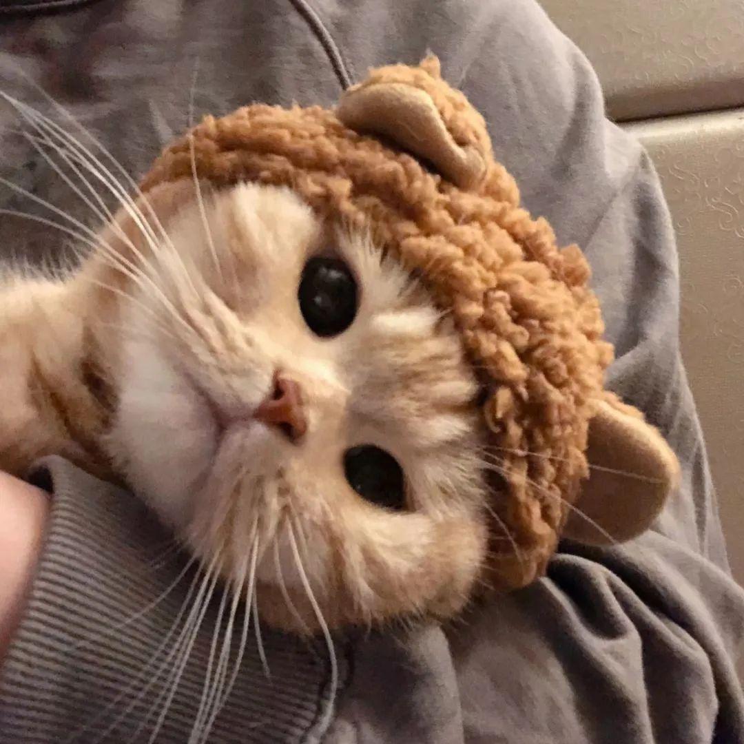 有没有男孩子抱着猫的头像