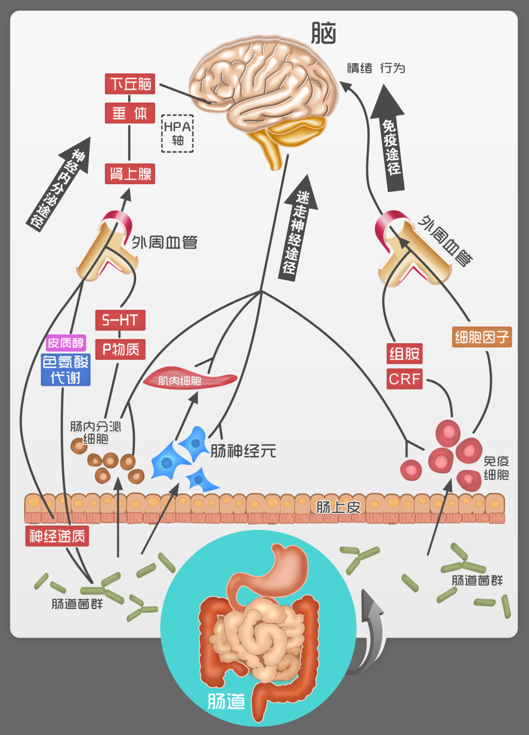 肠道菌群可以对我们的身体产生巨大影响 