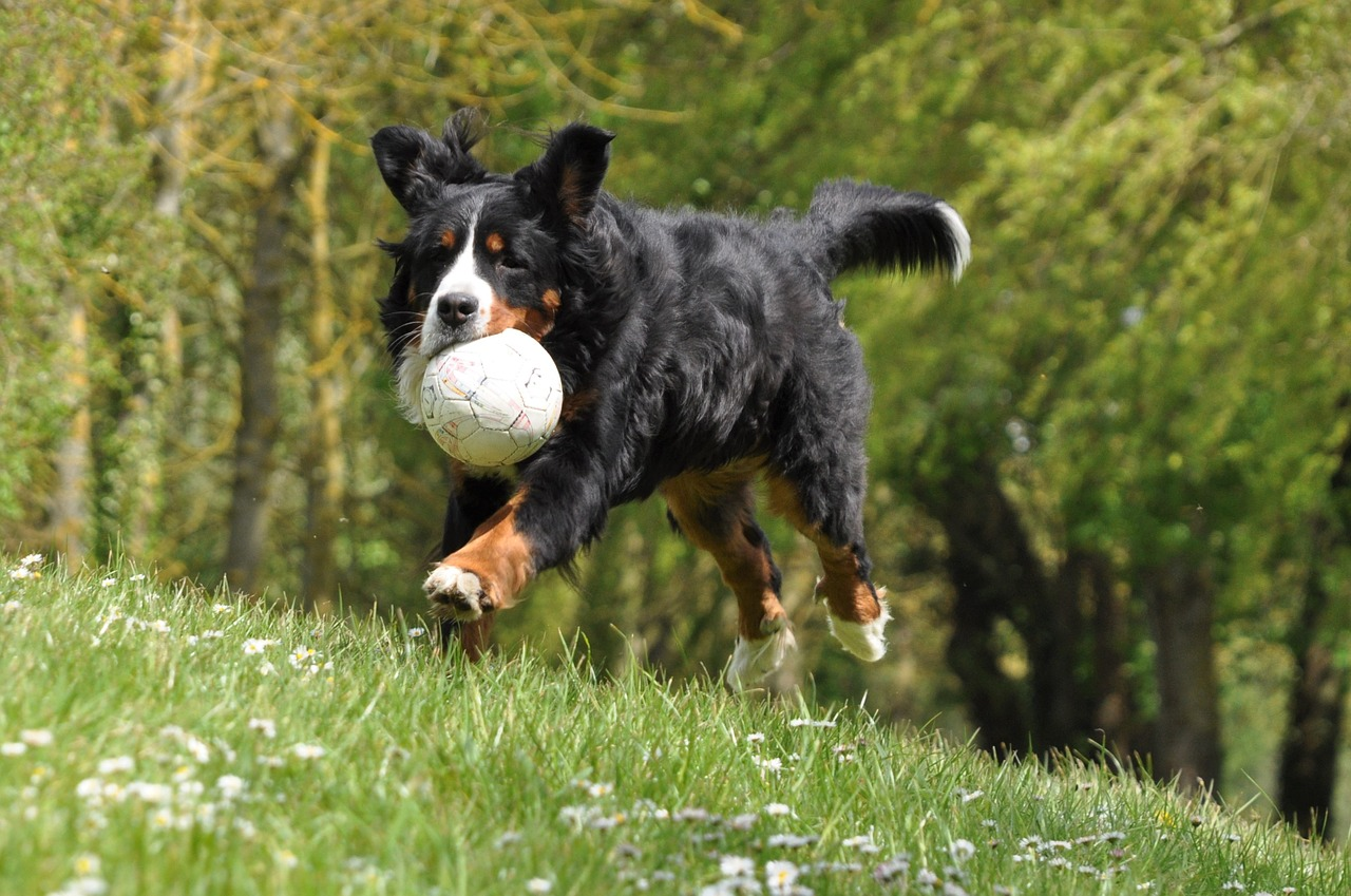 伯恩山犬:一只安全感爆棚的狗狗 - 知乎