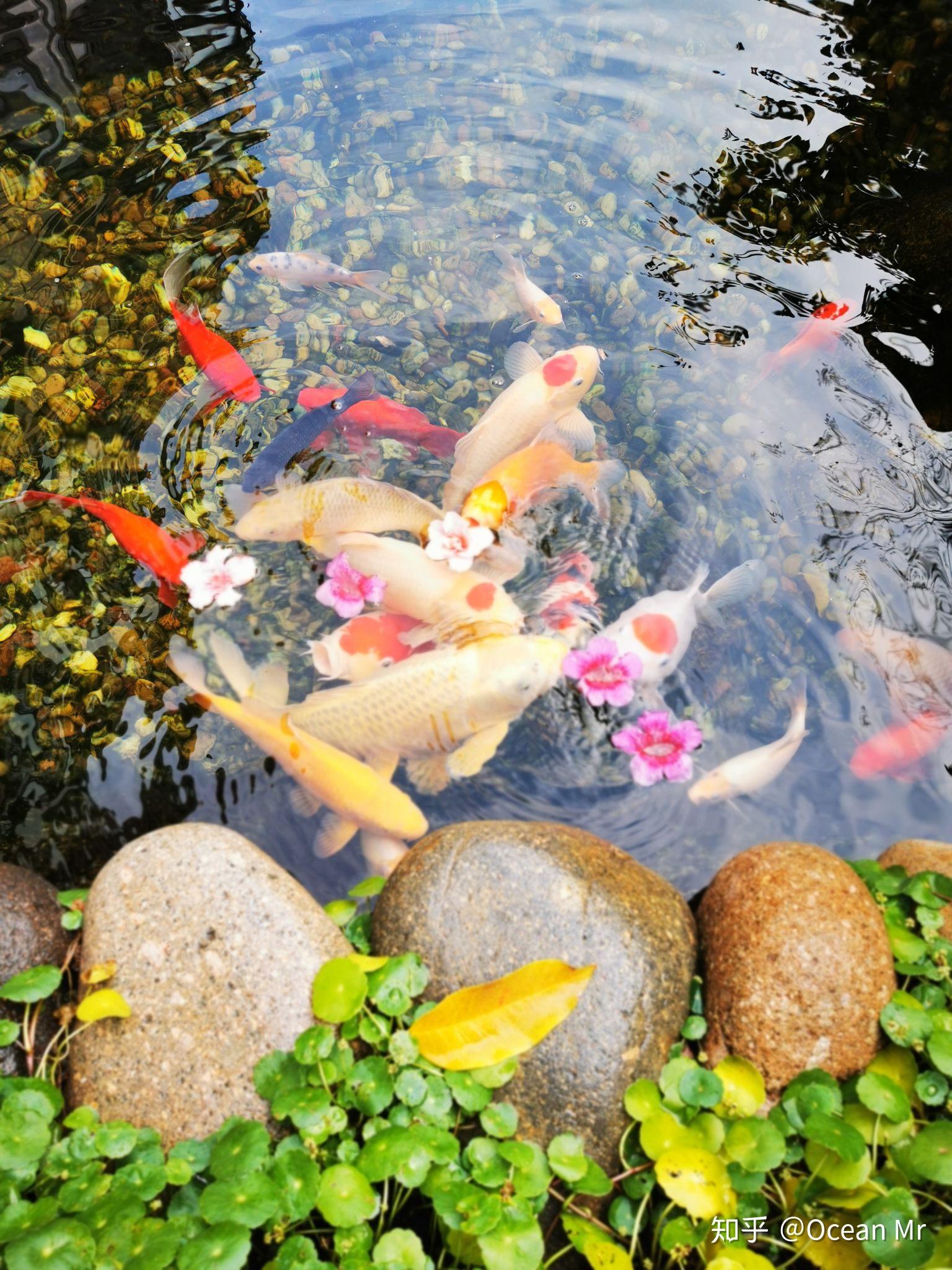 自家池塘适合养什么鱼,鱼塘养什么鱼好养,池塘里的鱼_大山谷图库