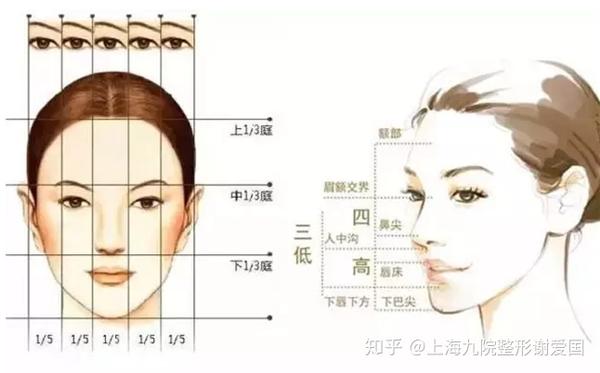 面部美学分析之三庭五眼 - 知乎