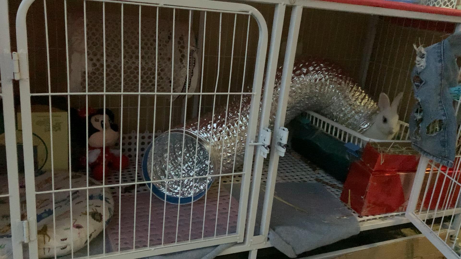 幼犬几个月不用关笼子 v2-1cc4c0ad59a4fe2656c466368762f52d.jpg