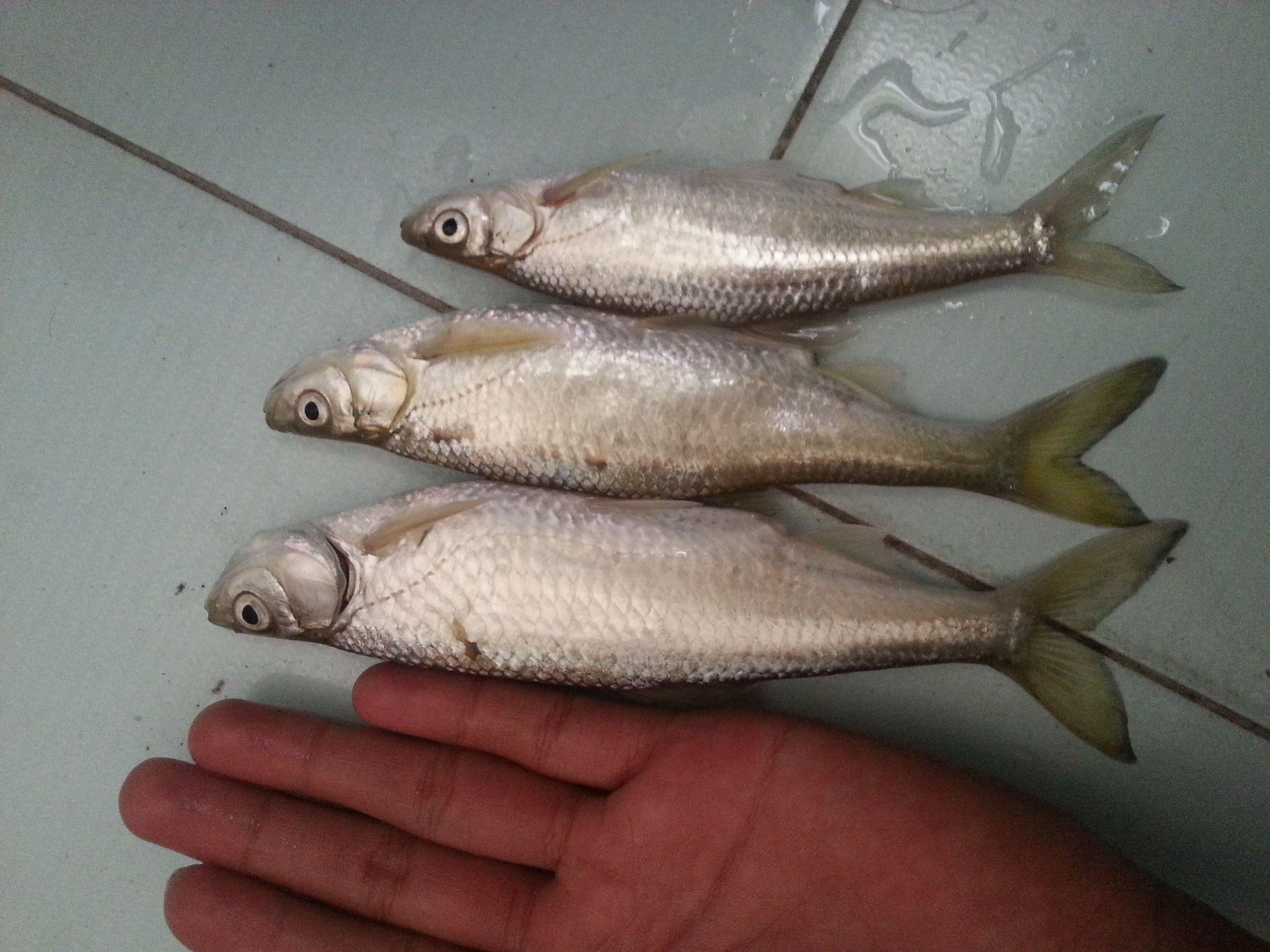 白条鱼