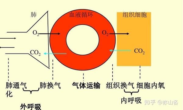 呼吸 你做对了吗 知乎