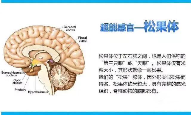 松果体开发会给我们带来什么 知乎