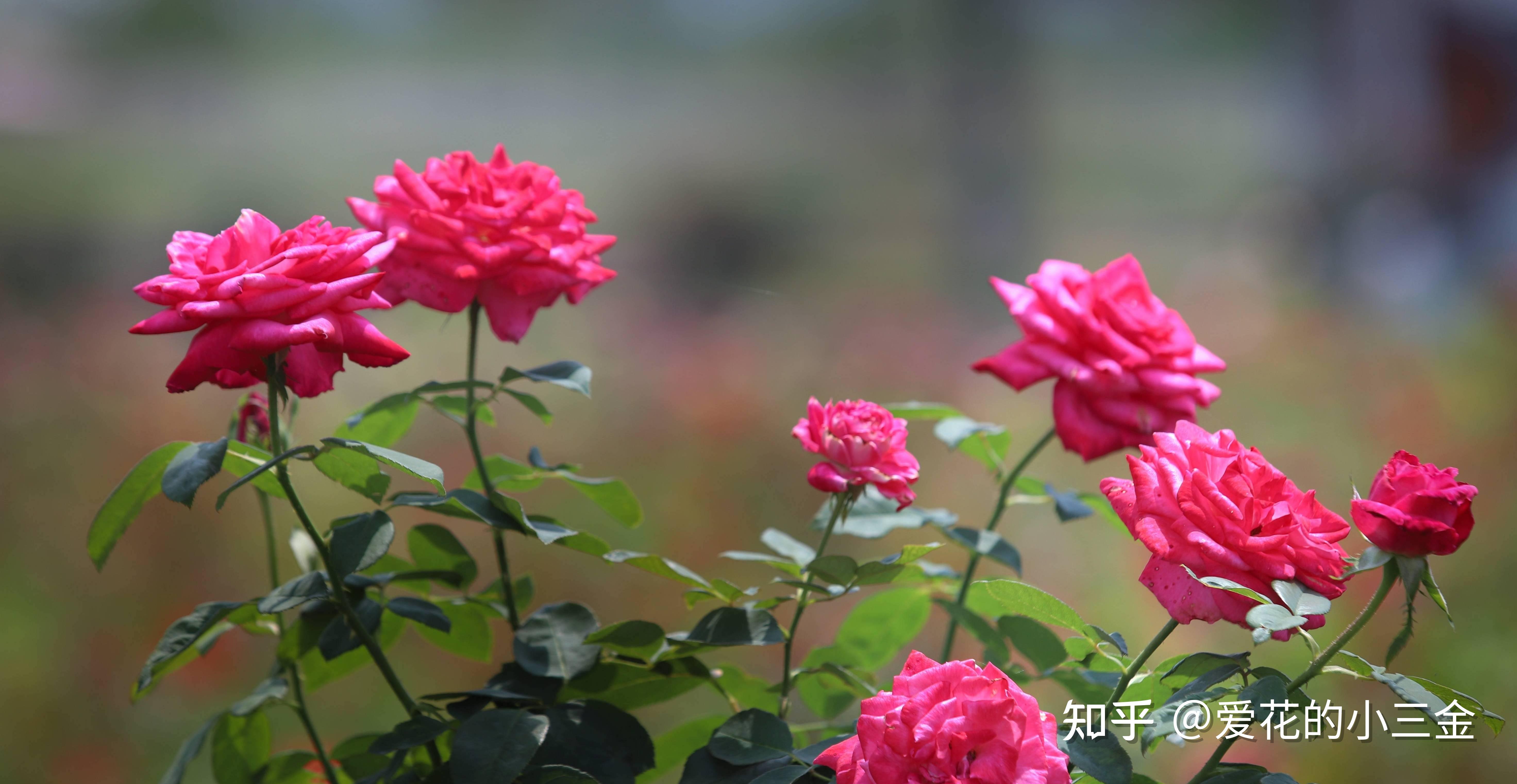 【沈阳市】市花:玫瑰花的浪漫与泼辣 - 知乎