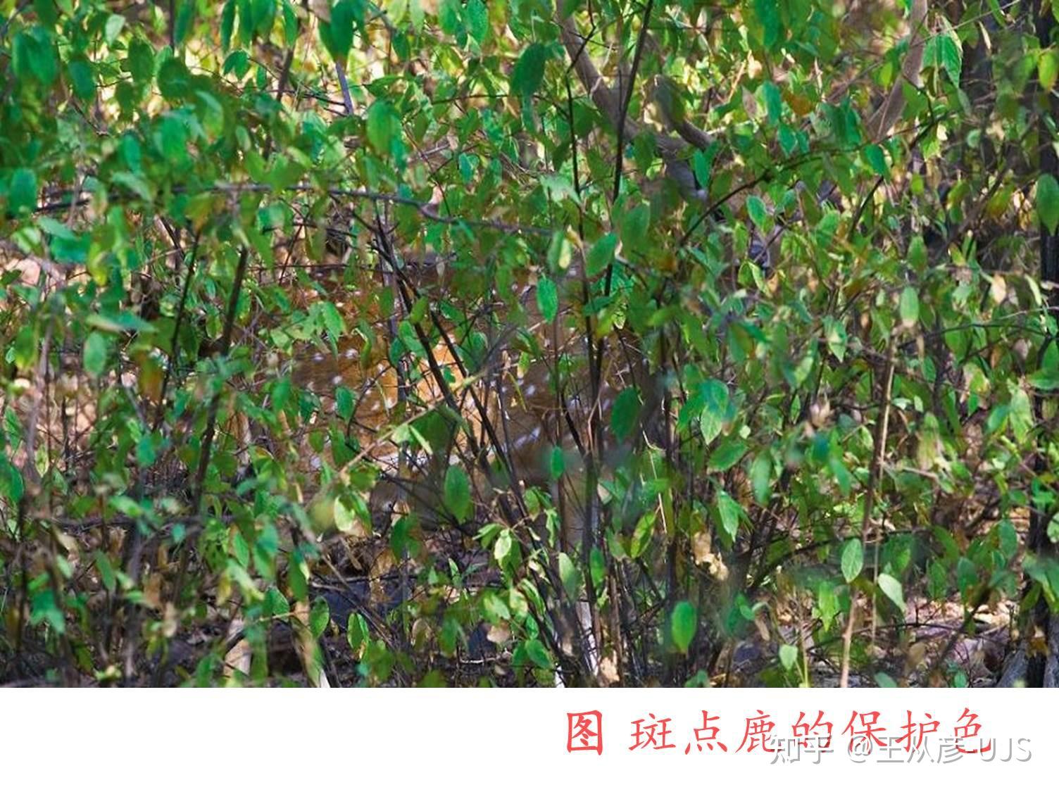 生物拟态/保护色/警戒色图汇