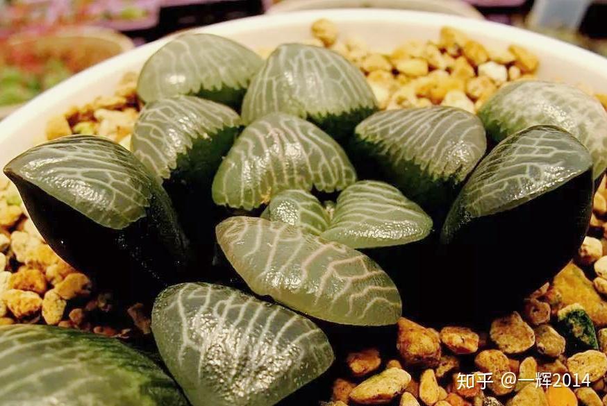 纹路多变的贝叶寿