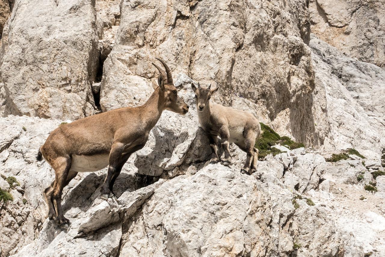 摩羯座男配什么座女