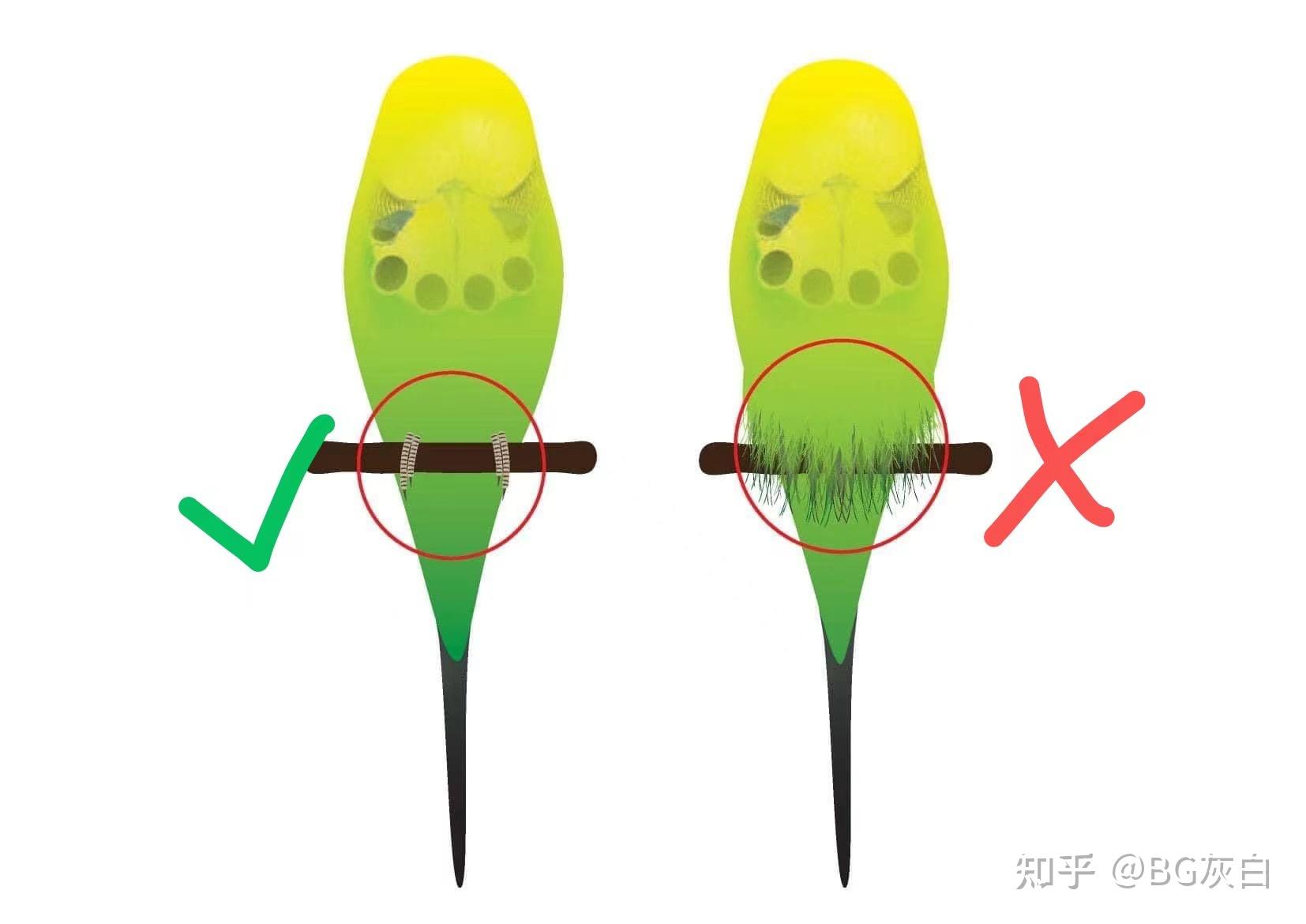 大头虎皮鹦鹉的饲养和普通虎皮鹦鹉有什么区别吗?