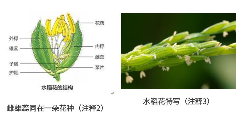 水稻花的主要结构图片