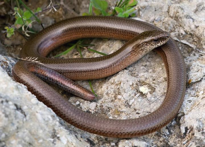 所有蛇一个祖先吗，现在也有腿退化快没的蜥蜴，是不是有数种蜥蜴趋同成进化类蛇型类?