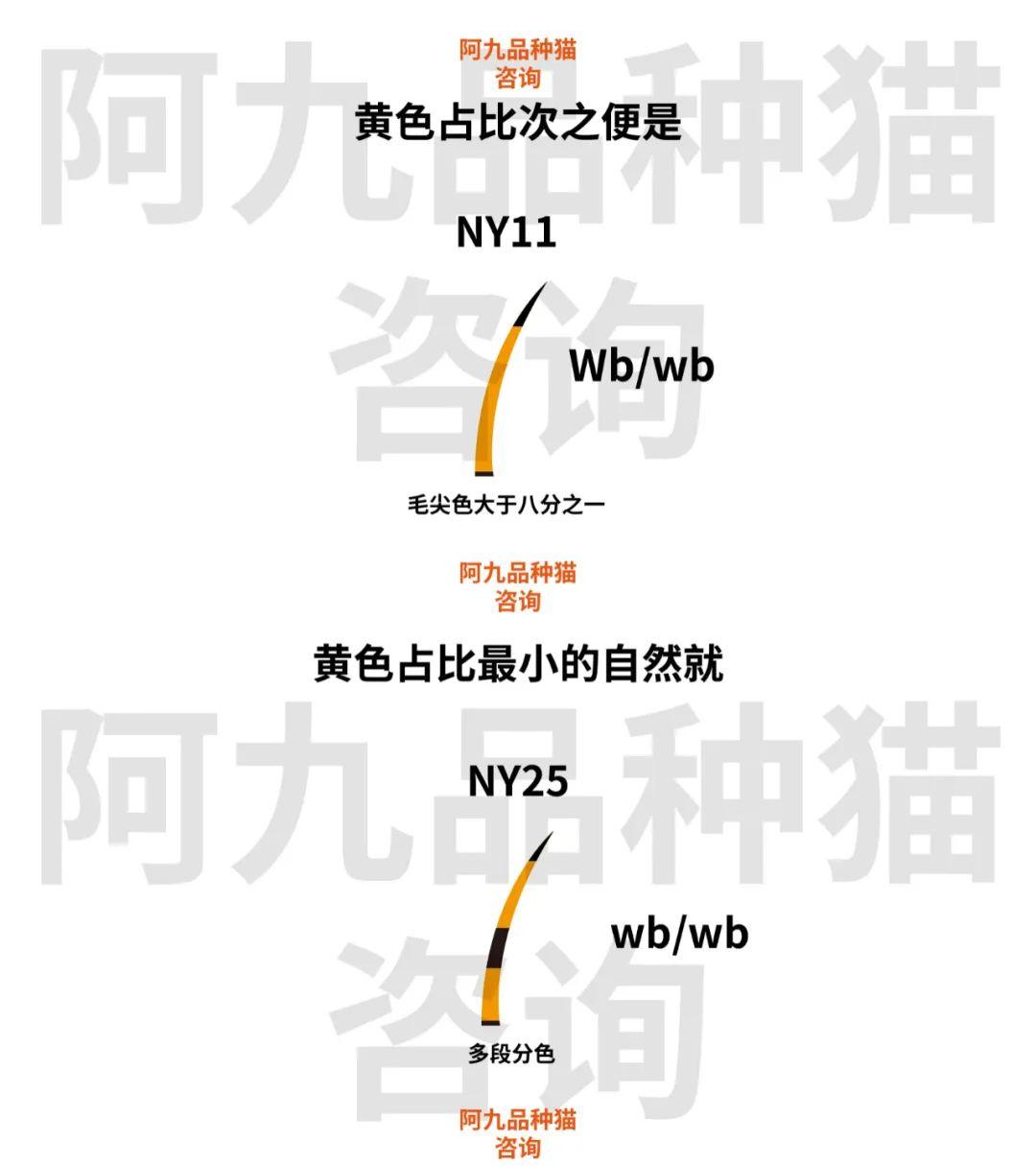 11色金渐层母猫配什么公猫最好