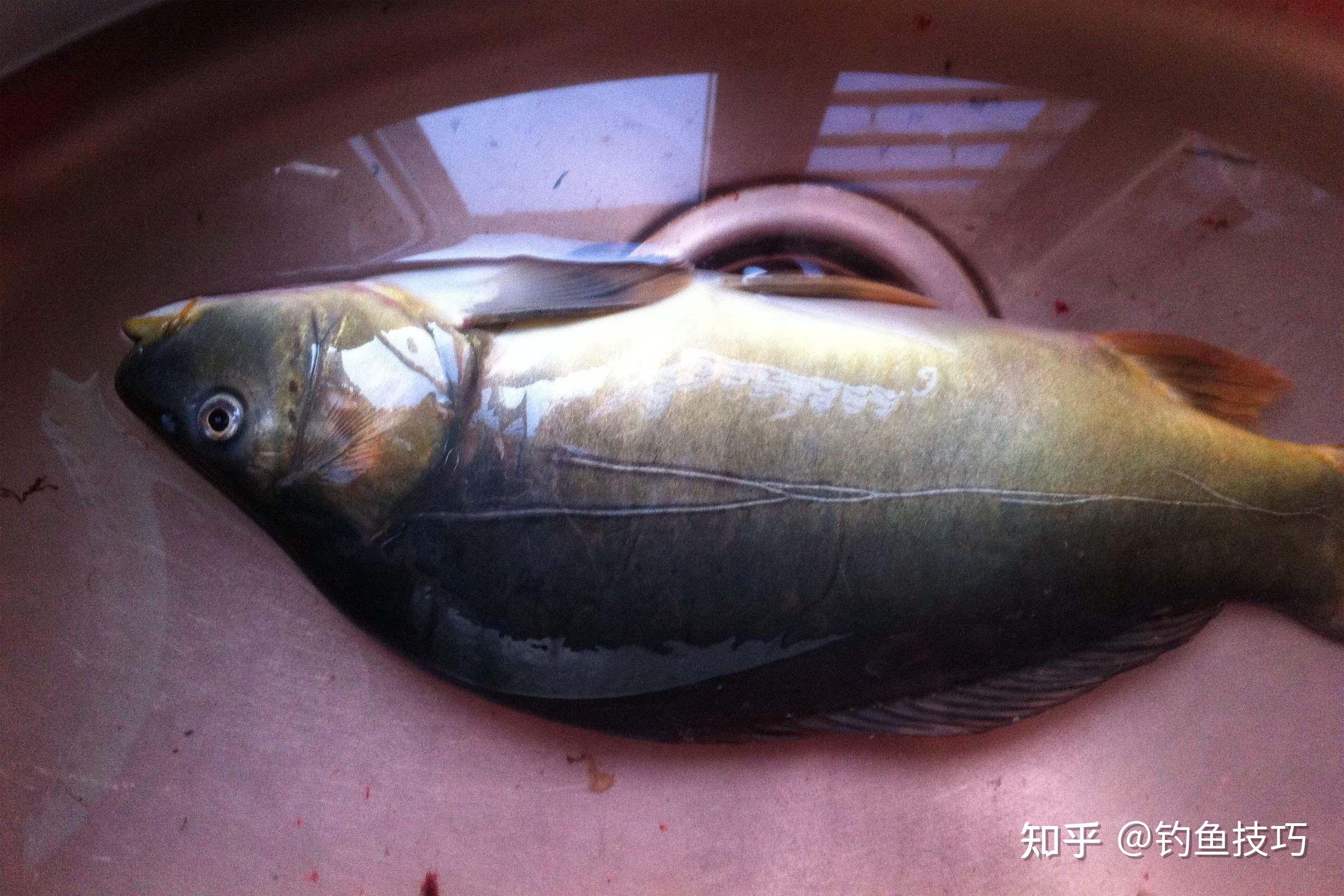 如何钓镜鲤?镜鲤喜欢什么味道的饵料?镜鲤的钓法 - 知乎