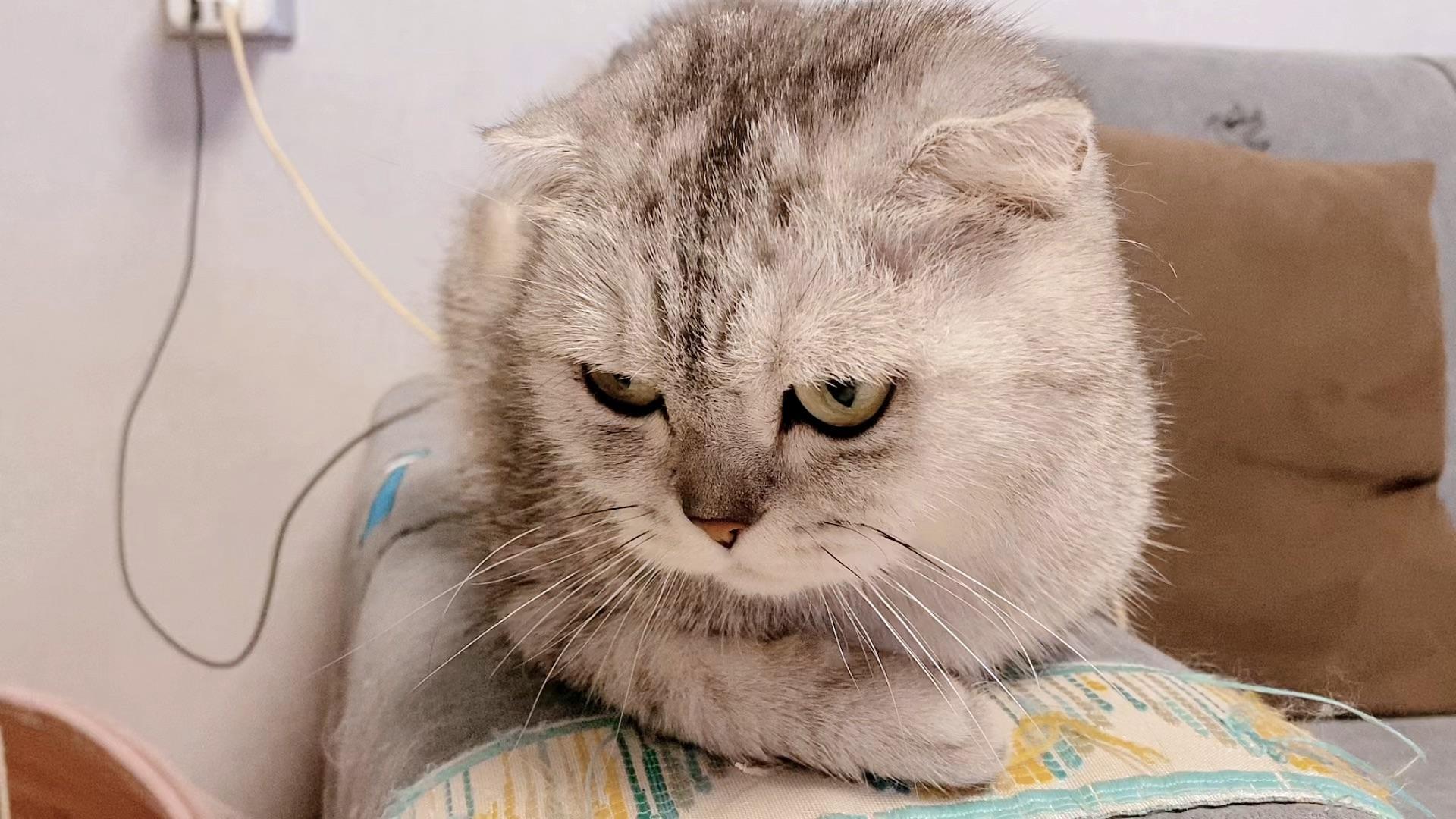 这个猫是什么品种看起来好高傲
