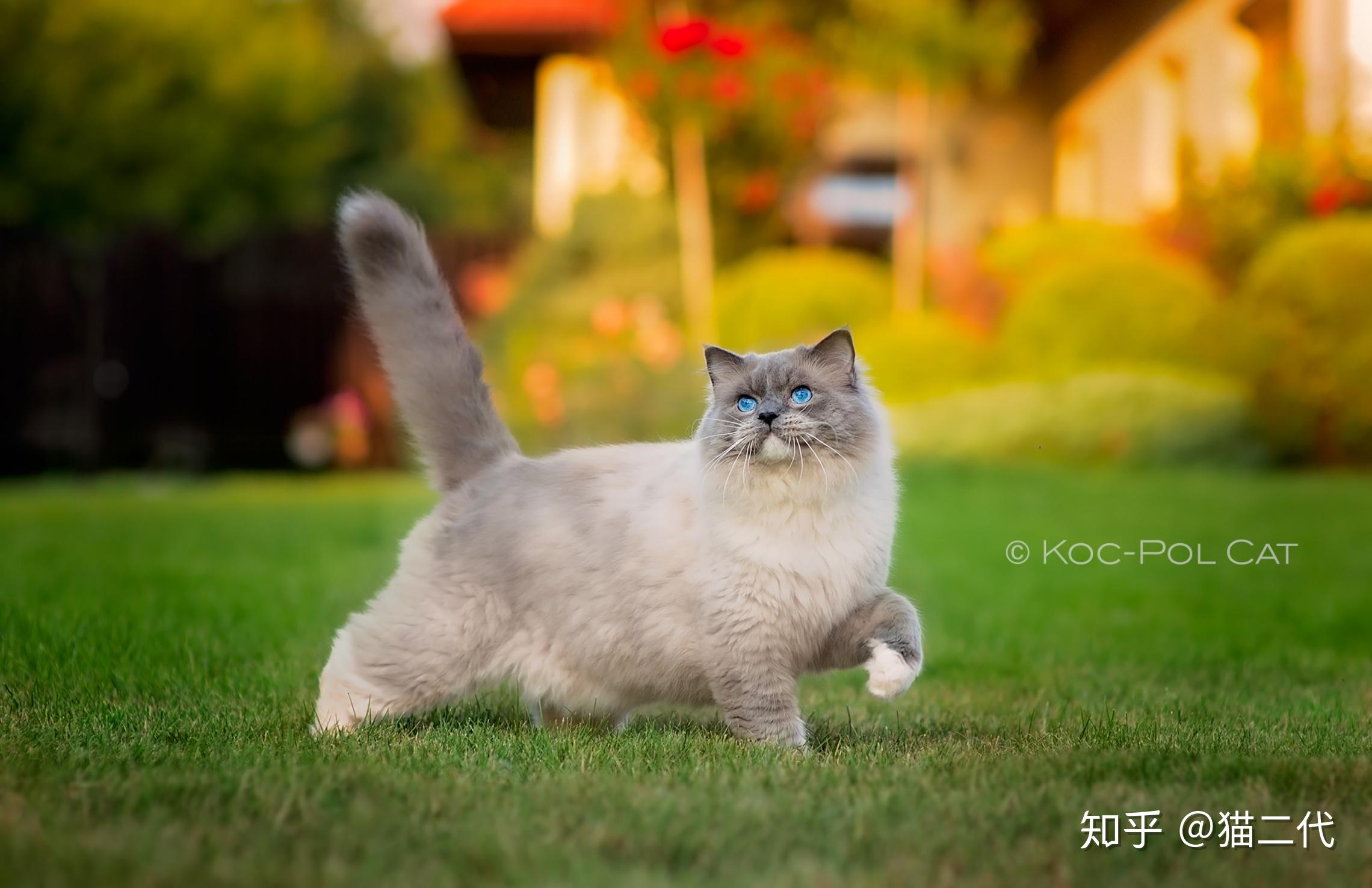 布偶猫介绍之图案花色篇