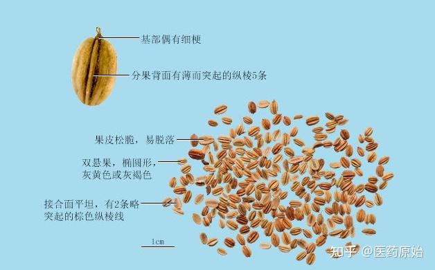 带你识别蛇床子