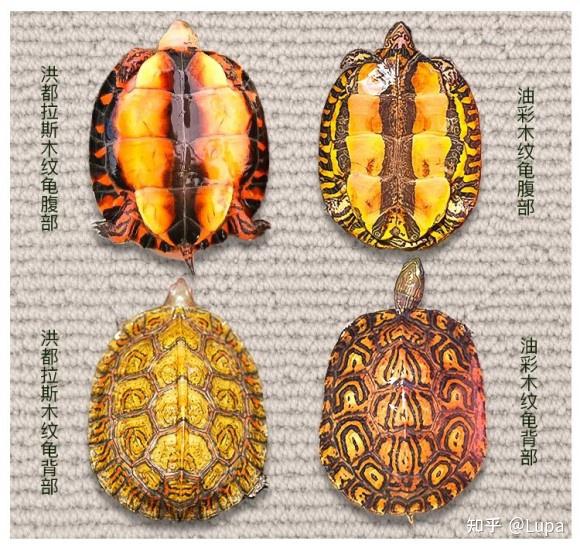 按价格排序常见观赏龟类推荐（半水龟篇） - 知乎