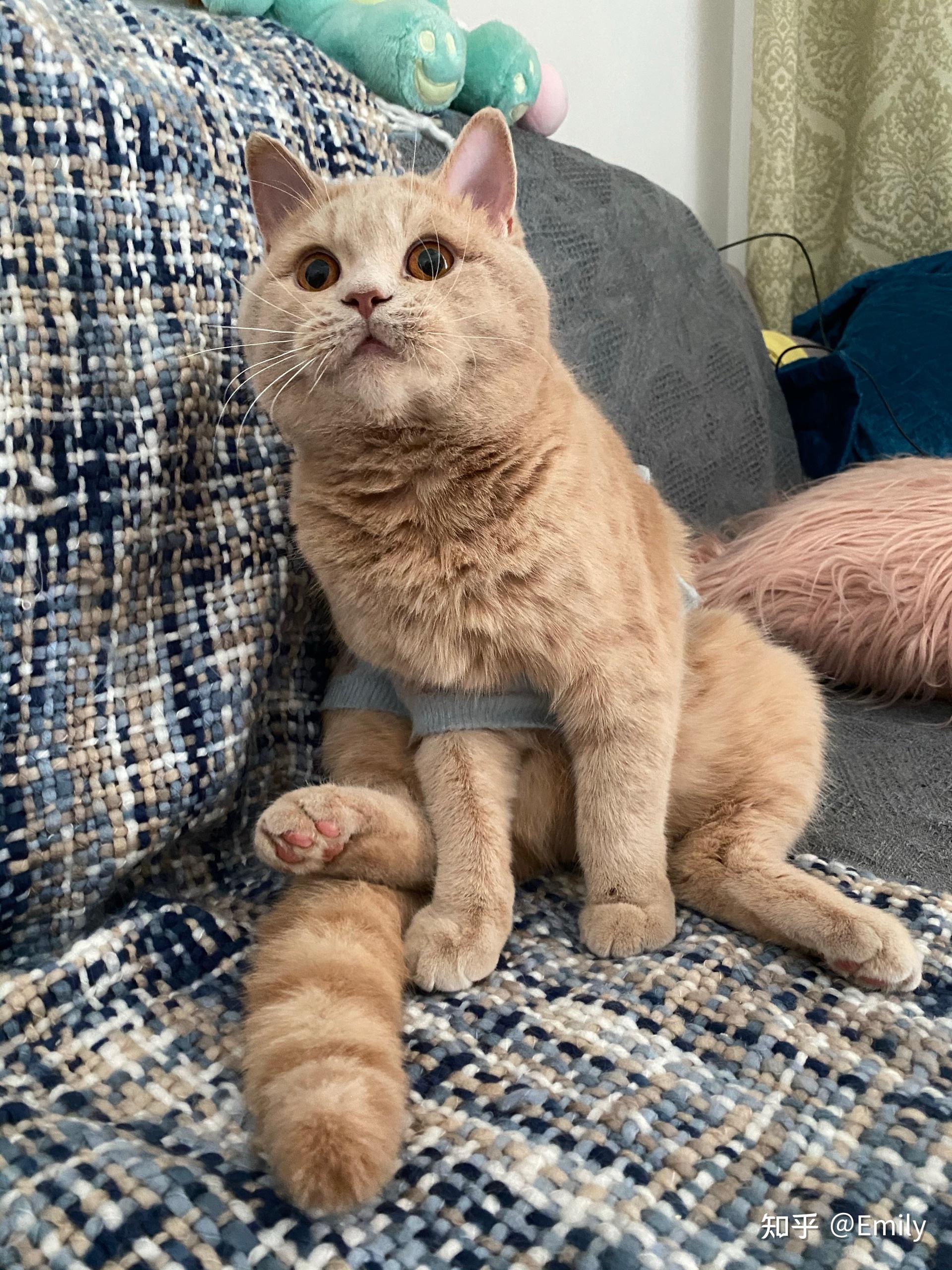 养一只稀有乳色英短是怎样的体验