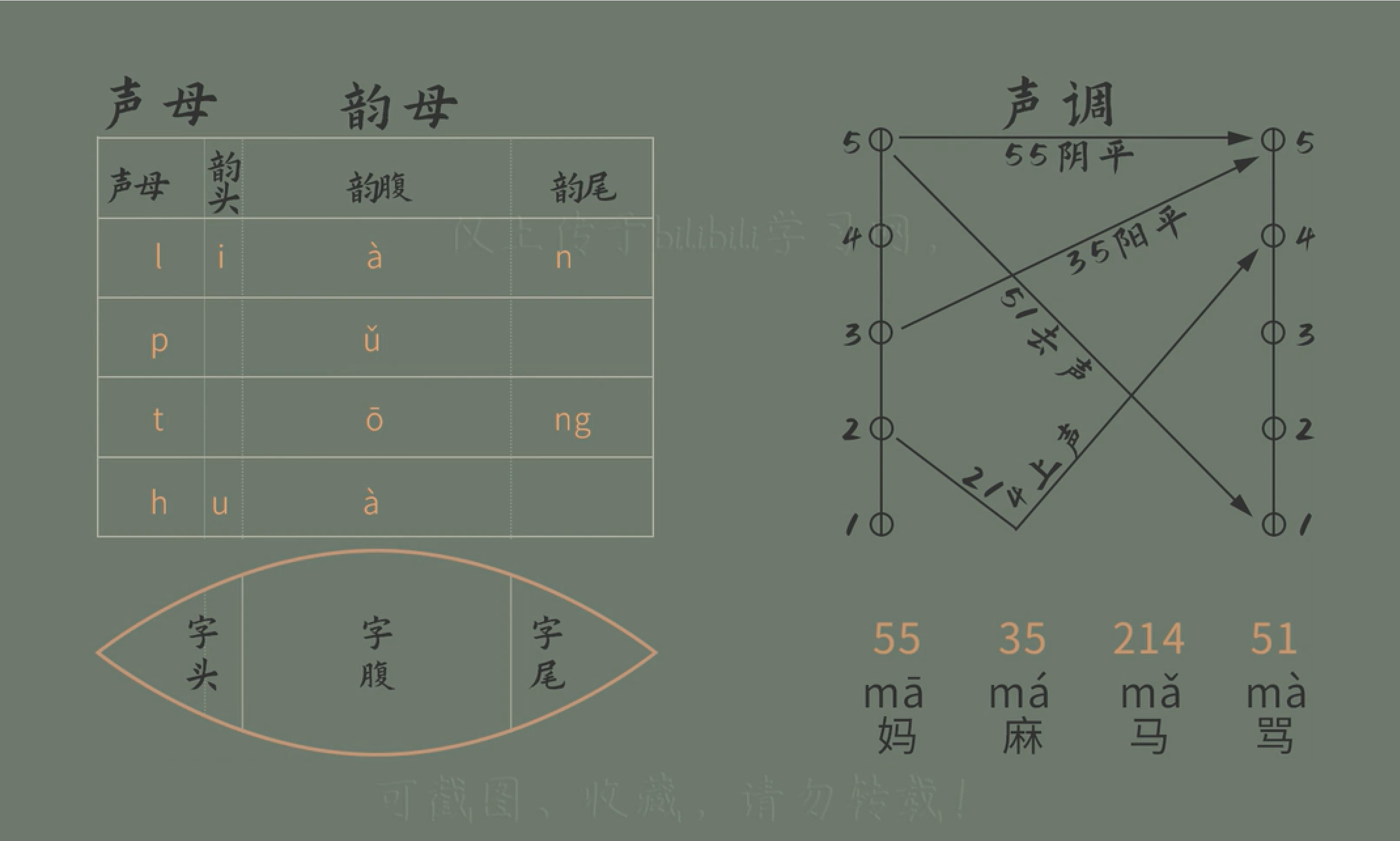 m(摸) f(佛)齿龈音(舌尖音):d(得) t(特) n(呢) l(勒)舌根音(软腭音)