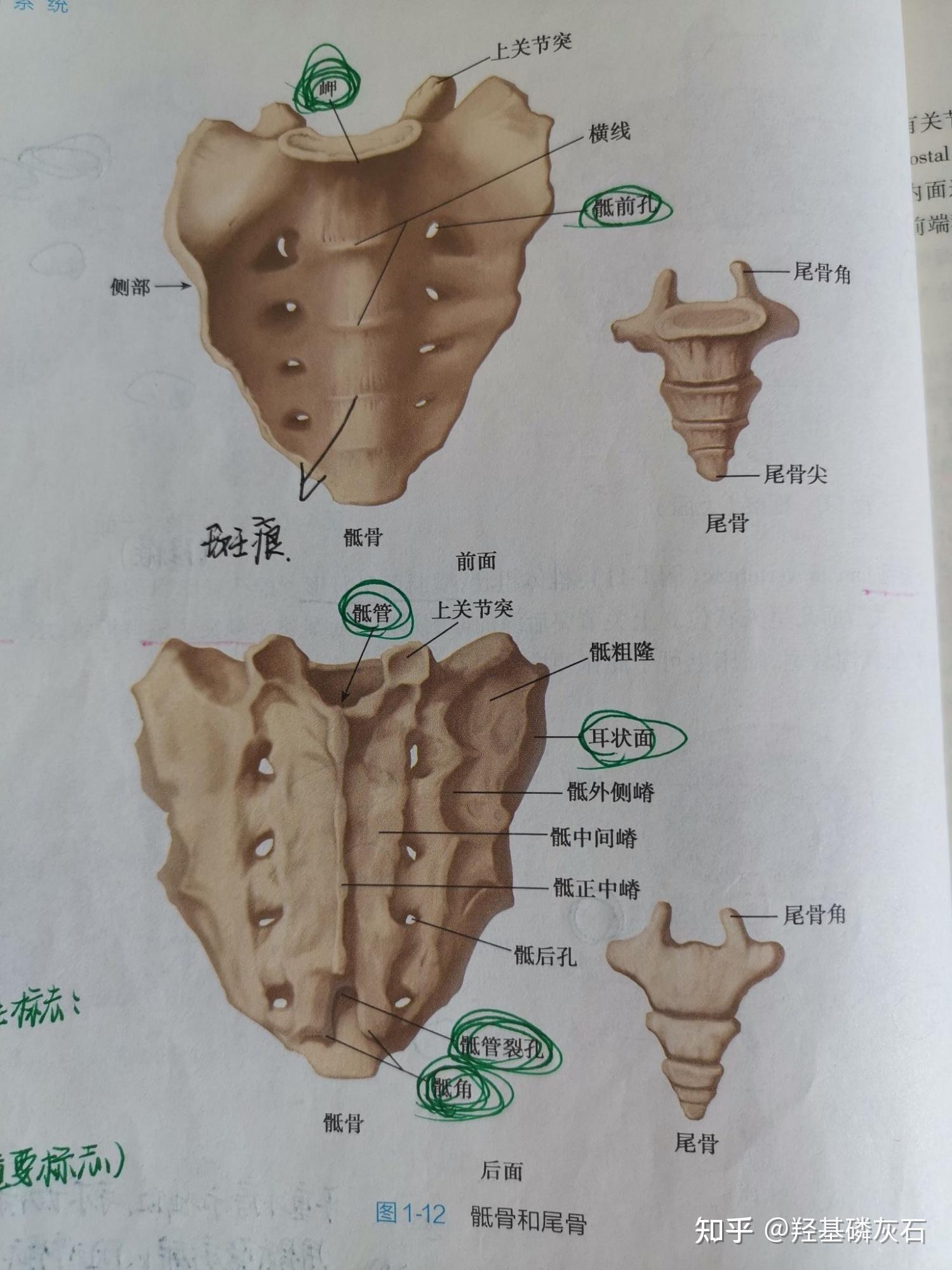 系统解剖学 第一章 骨学（思维导图） - 知乎