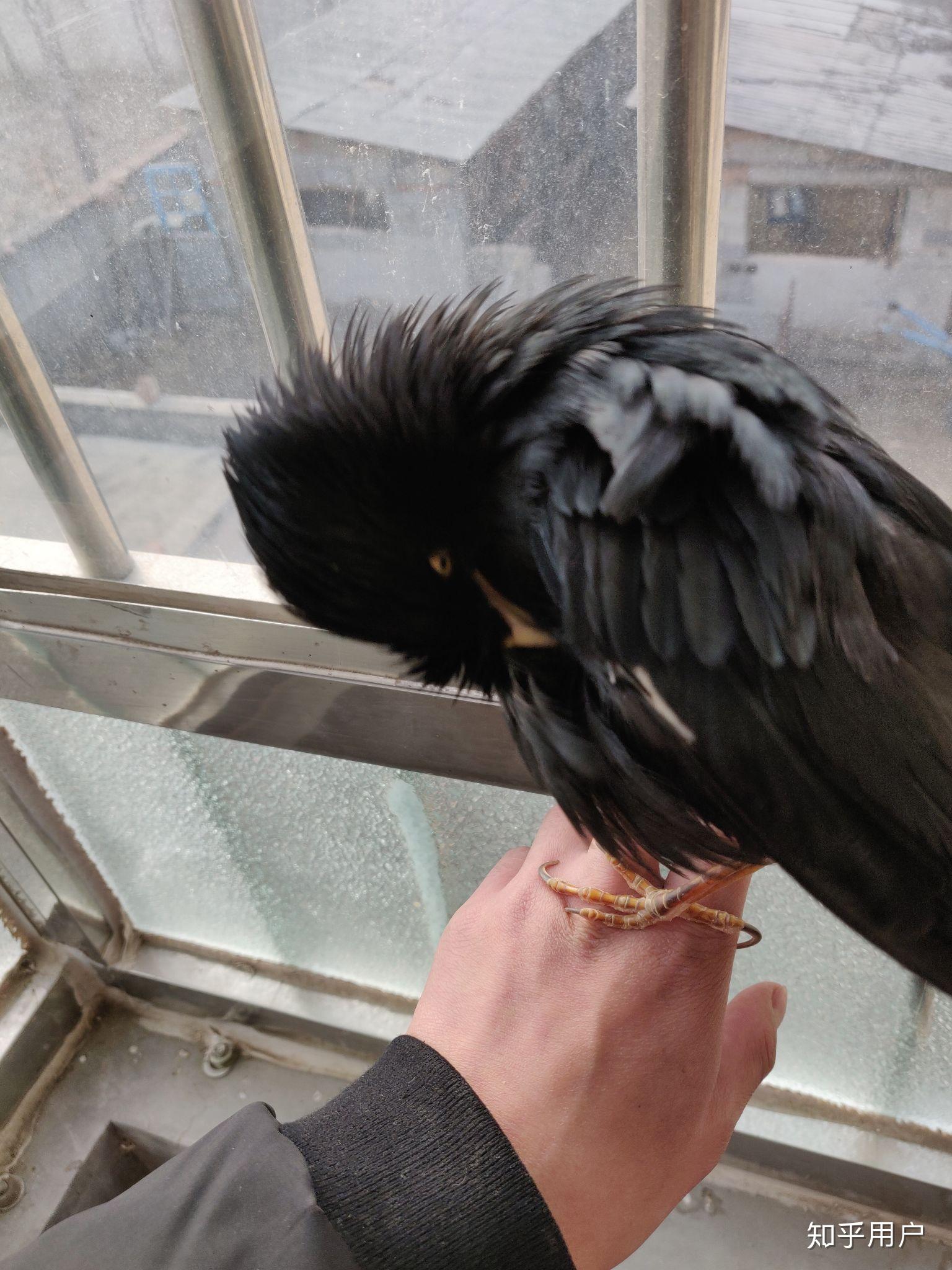 八哥鸟学语到底需不需要捻舌头啊? - 知乎